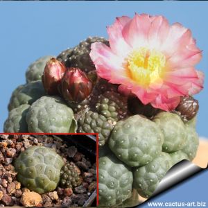 Puna bonnieae f. inermis (spineless form)