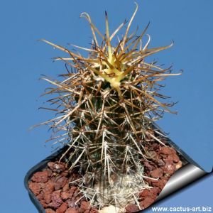 Austrocactus bertinii  (Patagonia)