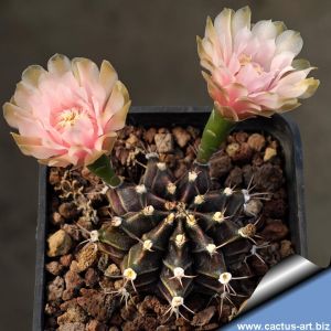 Gymnocalycium hybrid mihanovichii x friedrichii