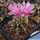 Gymnocalycium mihanovichii x friedrichii