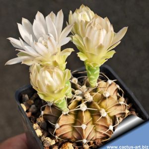 Gymnocalycium mihanovichii x friedrichii