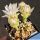 Gymnocalycium mihanovichii x friedrichii