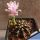 Gymnocalycium mihanovichii x friedrichii