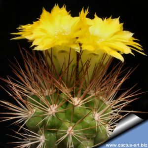 Weingartia westii