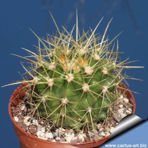 Echinocactus grusonii x Ferocactus schwarzii (hybrid)