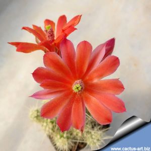 Echinocereus brandegeei  Lau 026El Arco, Baja California, Mexico, 200m