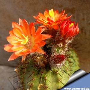 Echinocereus polyacanthus fa.