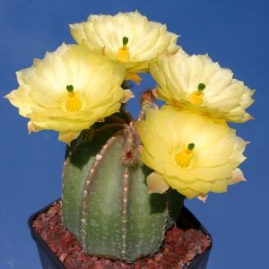 Echinocereus subinermis var. luteus LAU75 San Antonio, 450m, Alamos, Sonora, Mexico