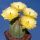 Echinocereus subinermis var. luteus LAV 070
