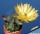 Echinocereus subinermis var. luteus LAV 070