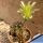 Gymnocalycium mihanovichii v. stenogonum