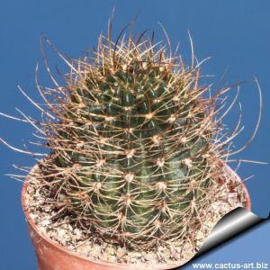 Lobivia hertrichiana