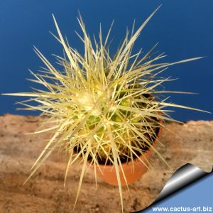 Echinocactus grusonii seeds from habitat, Zimapán (very long spines form)