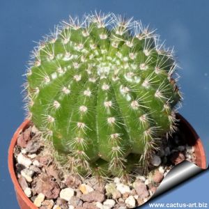 Notocactus muricatus FR1267A Taquarichim, Rio Grande do Sul, Brazil