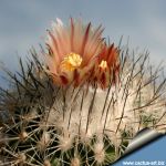 Turbinicarpus subterraneus ssp. zaragosae (Rapicactus, Gymnocatus) SB1437 Zaragoza, Nuevo Leon, Mexico.