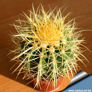 Echinocactus grusonii