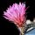 Echinocereus pulchellus