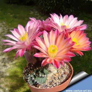 Echinocereus pulchellus