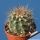 Carnegiea gigantea Pima Co, Arizona, USA (Saguaro)