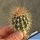 Carnegiea gigantea Pima Co, Arizona, USA (Saguaro)