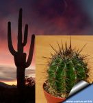 Carnegiea gigantea Pima Co, Arizona, USA (Saguaro)