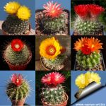 Parodia sp. (mixed forms)