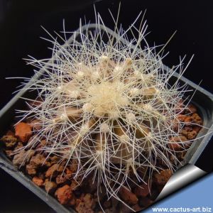 Copiapoa krainziana N. Taltal, Region 02 Antofagasta, Chile