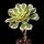 Aeonium cv. SUNBURST