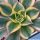 Aeonium cv. SUNBURST