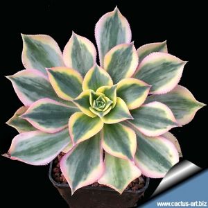 Aeonium cv. SUNBURST