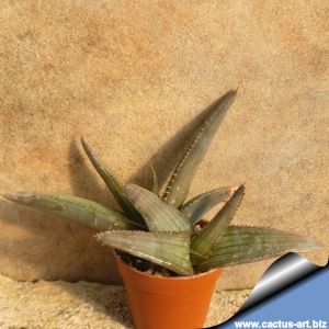 Aloe petricola (Stone Aloe)