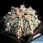 Astrophytum hybrid SK-CAP (SUPERKABUTO x capricorne) Mixed pattern