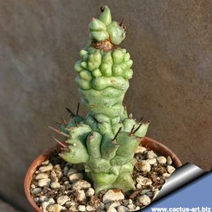 Euphorbia horrida f. monstruosa "kikko" (clone 2 Round tubercles)