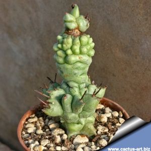 Euphorbia horrida forma monstruosa "kikko" (clone 2 Round tubercles)