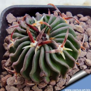 Echinofossulocactus pentacanthus PP408 Tula, Municipio Tula, Tamaulipas, Mexico (Echinofossulocactus tulensis)