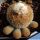 Epithelantha rufispina (grey-reddish or brownish spines)