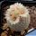 Epithelantha rufispina (grey-reddish or brownish spines)