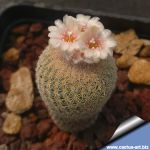 Epithelantha rufispina (grey-reddish or brownish spines)