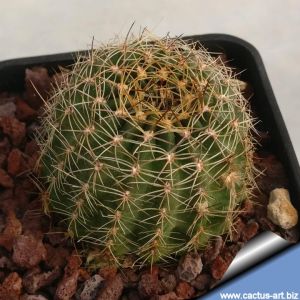 Lobivia salitrensis