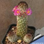 Mammillaria viperina FO196 Coxcatlán, Pueblo, Mexico (white spines)