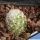 Mammillaria viperina FO196 Coxcatlán, Pueblo, Mexico (white spines)