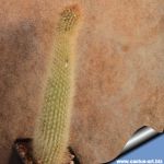 Cleistocactus vulpis-cauda