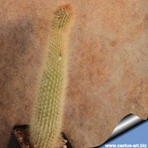 Cleistocactus vulpis-cauda (Decumbent, for hanging pots)