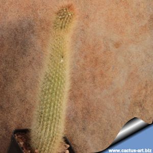 Cleistocactus vulpis-cauda (Decumbent, for hanging pots)