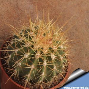 Ferocactus hybrid alamosoanus x reppenhageni