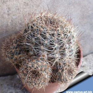 Rebutia deminuta KK847 Narvaez, Tarija, Bolivia, 3000m