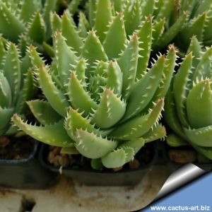 Aloe brevifolia