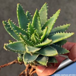 Aloe brevifolia
