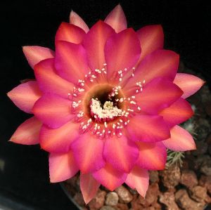 Echinopsis hybrid cv. CASSANDRA (Schick)