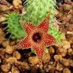 Huernia pillansii